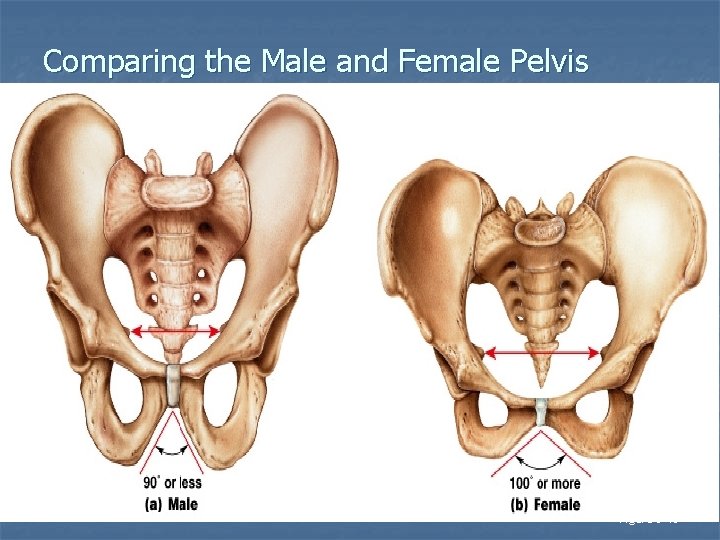 Comparing the Male and Female Pelvis Figure 8– 10 