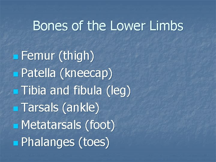 Bones of the Lower Limbs n Femur (thigh) n Patella (kneecap) n Tibia and