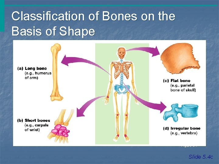 Classification of Bones on the Basis of Shape Figure 5. 1 Slide 5. 4