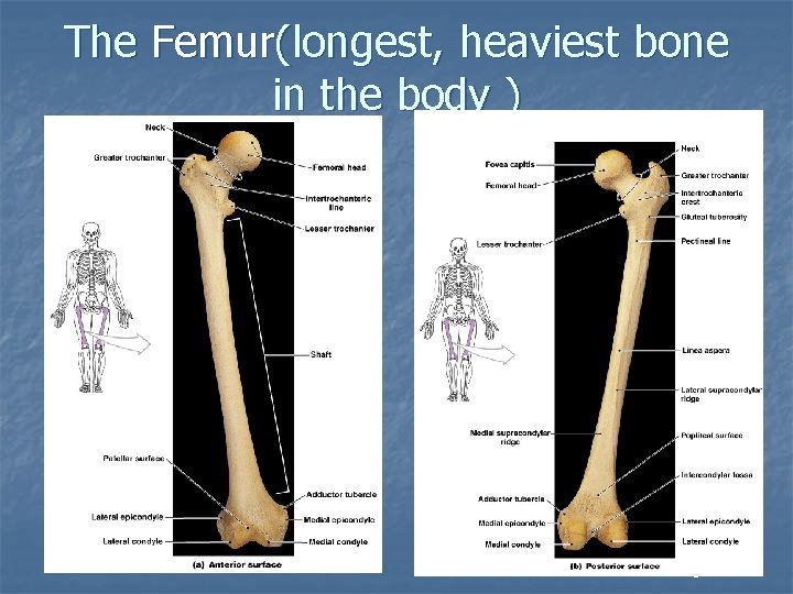 The Femur(longest, heaviest bone in the body ) Figure 8– 11 