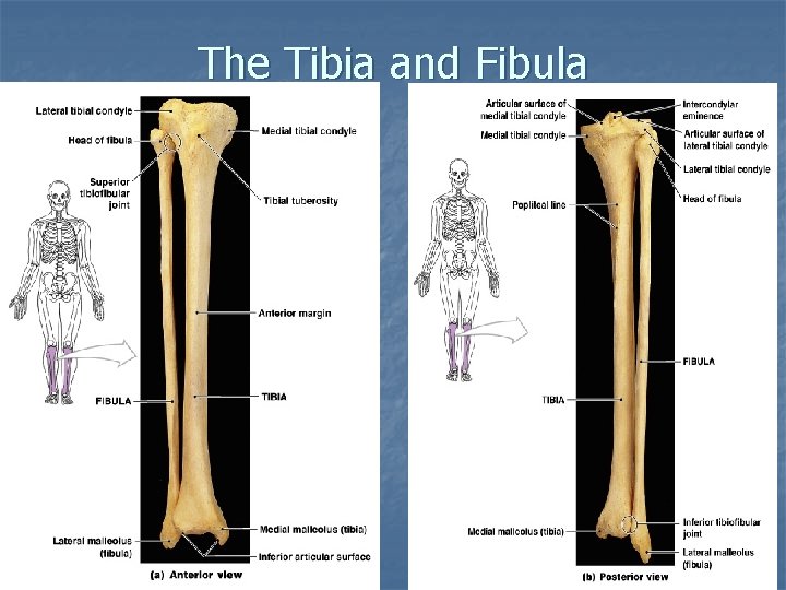 The Tibia and Fibula Figure 8– 13 