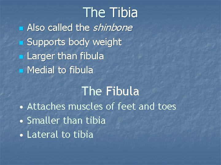 The Tibia n n Also called the shinbone Supports body weight Larger than fibula