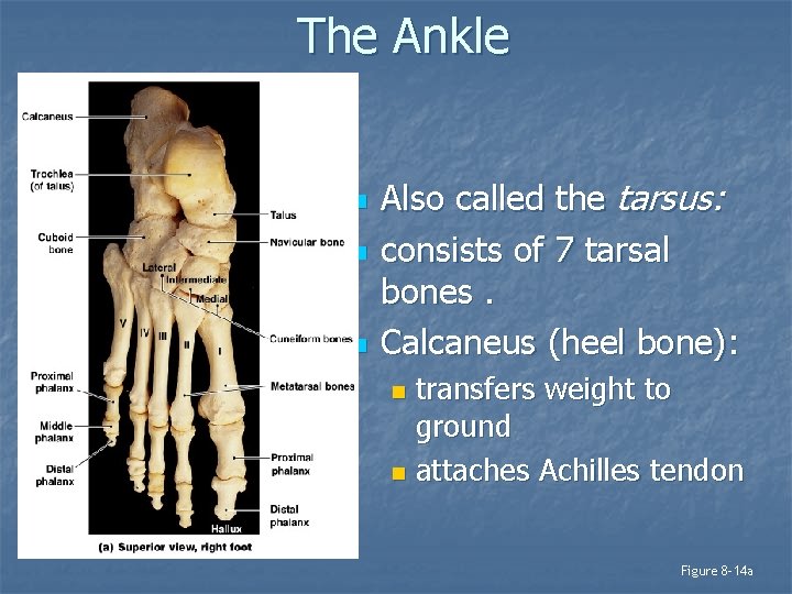 The Ankle n n n Also called the tarsus: consists of 7 tarsal bones.