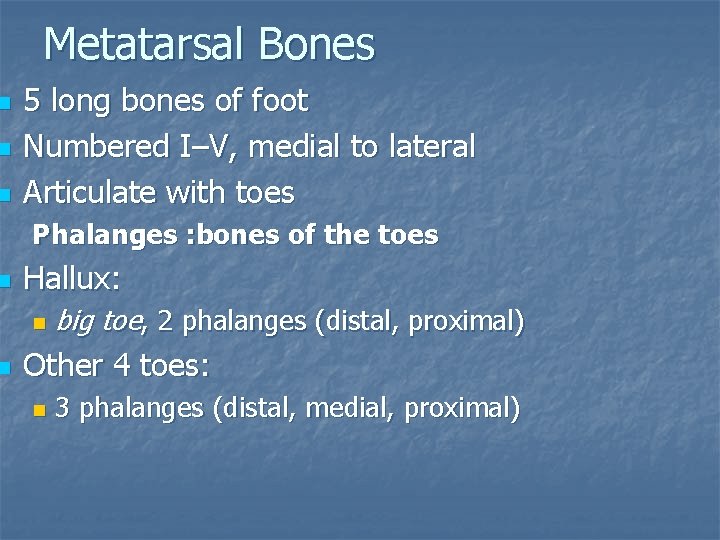 n n n Metatarsal Bones 5 long bones of foot Numbered I–V, medial to