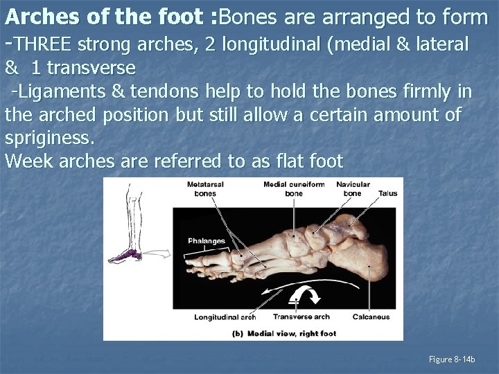 Arches of the foot : Bones are arranged to form -THREE strong arches, 2