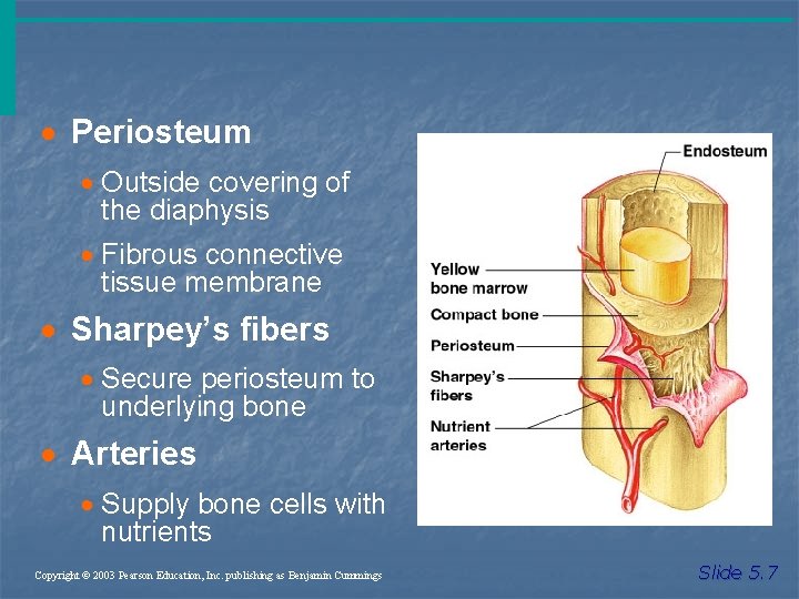 · Periosteum · Outside covering of the diaphysis · Fibrous connective tissue membrane ·