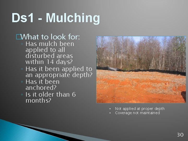 Ds 1 - Mulching �What to look for: ◦ Has mulch been applied to