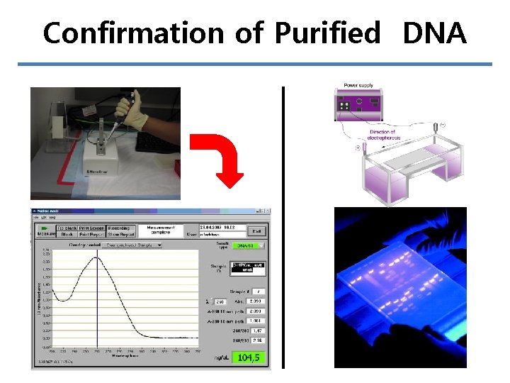 Confirmation of Purified DNA 