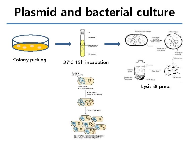 Plasmid and bacterial culture Colony picking 37℃ 15 h incubation Lysis & prep. 