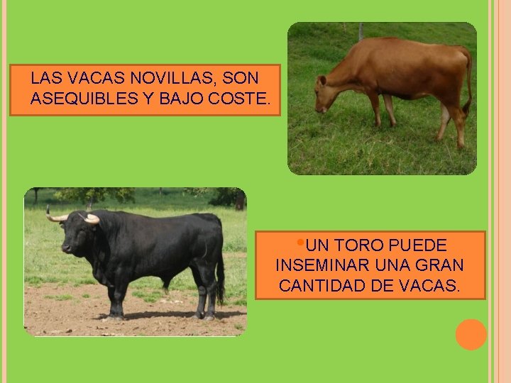  LAS VACAS NOVILLAS, SON ASEQUIBLES Y BAJO COSTE. • UN TORO PUEDE INSEMINAR