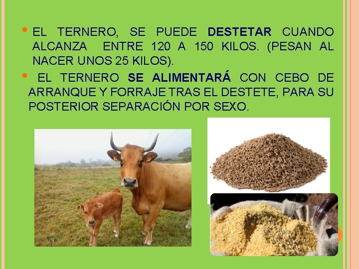  • EL TERNERO, SE PUEDE DESTETAR CUANDO ALCANZA ENTRE 120 A 150 KILOS.
