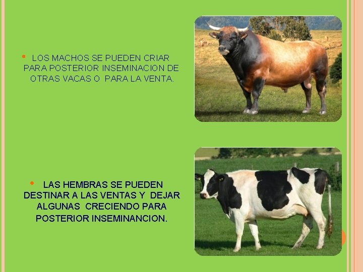  • LOS MACHOS SE PUEDEN CRIAR PARA POSTERIOR INSEMINACION DE OTRAS VACAS O