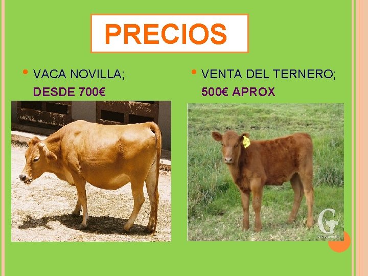 PRECIOS • VACA NOVILLA; DESDE 700€ • VENTA DEL TERNERO; 500€ APROX 