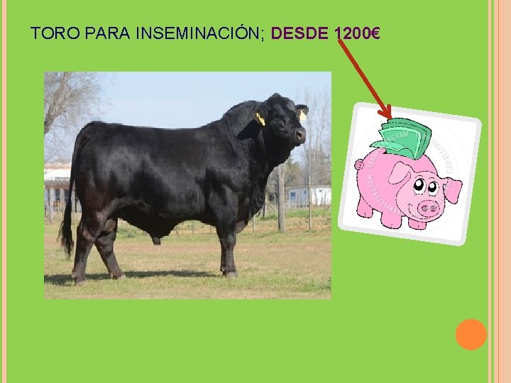 TORO PARA INSEMINACIÓN; DESDE 1200€ 