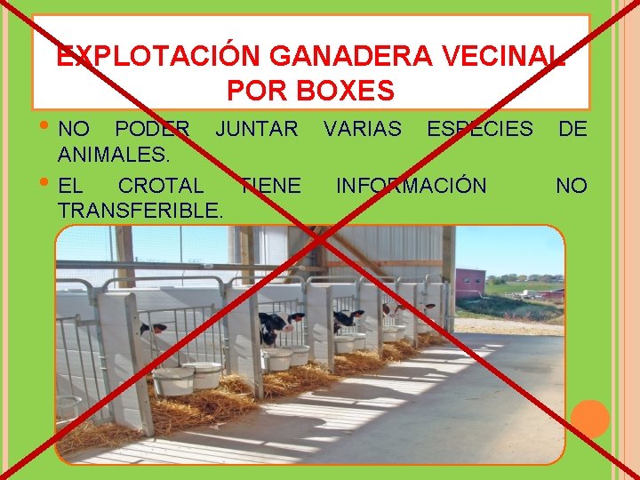 EXPLOTACIÓN GANADERA VECINAL POR BOXES • NO • PODER JUNTAR ANIMALES. EL CROTAL TIENE