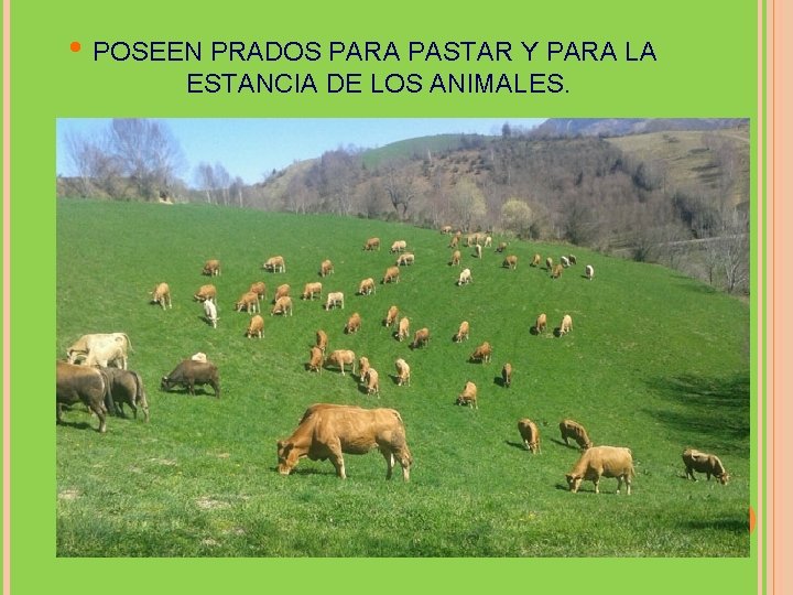  • POSEEN PRADOS PARA PASTAR Y PARA LA ESTANCIA DE LOS ANIMALES. 