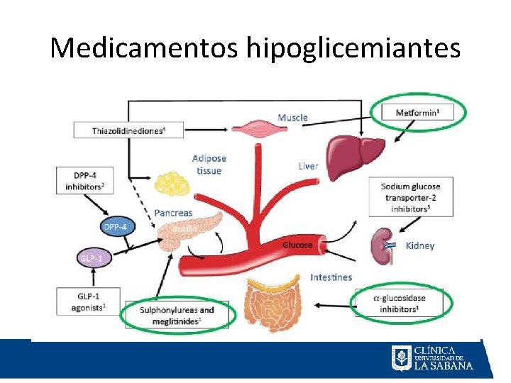 Medicamentos hipoglicemiantes 