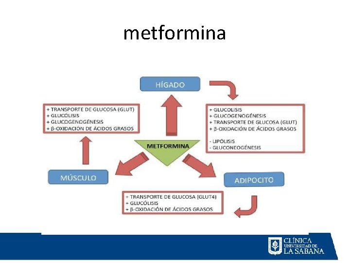 metformina 