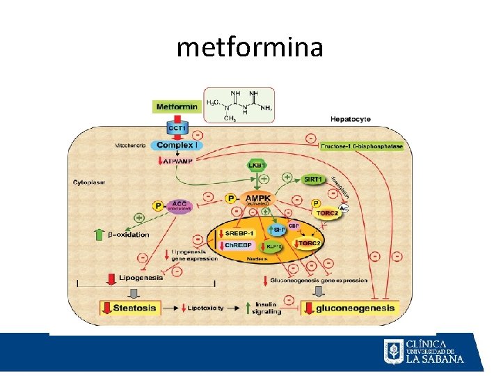 metformina 