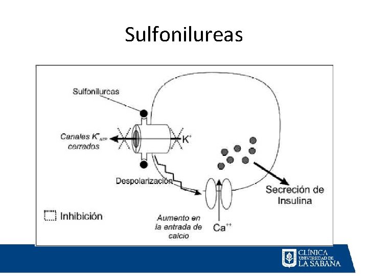 Sulfonilureas 