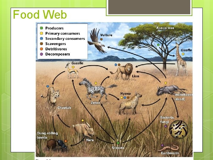 Food Web 