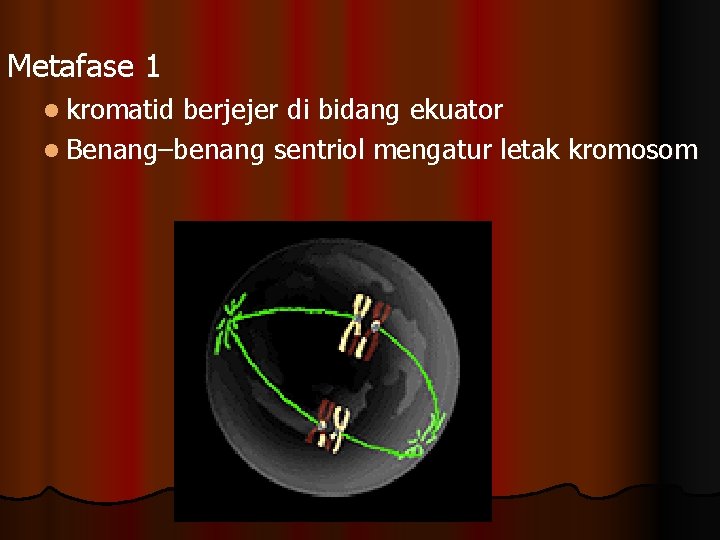 Metafase 1 l kromatid berjejer di bidang ekuator l Benang–benang sentriol mengatur letak kromosom