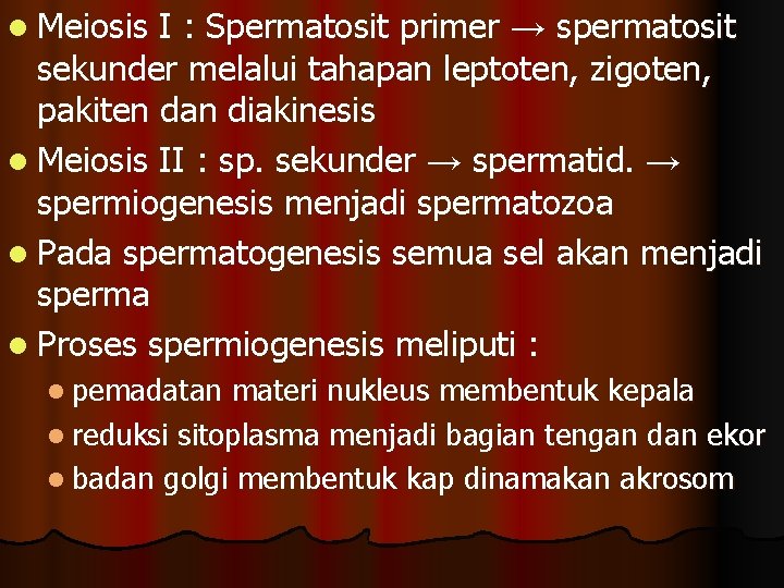 l Meiosis I : Spermatosit primer → spermatosit sekunder melalui tahapan leptoten, zigoten, pakiten