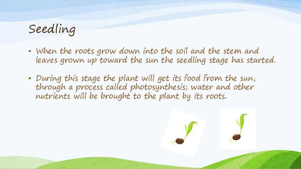 Seedling • When the roots grow down into the soil and the stem and