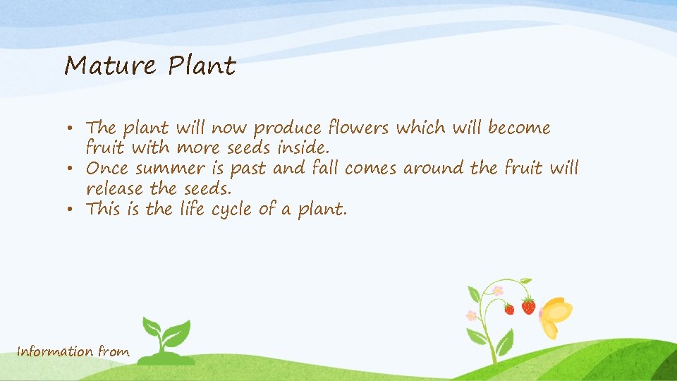 Mature Plant • The plant will now produce flowers which will become fruit with