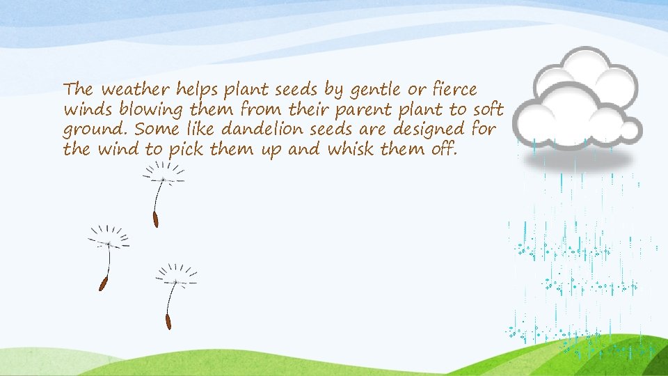 The weather helps plant seeds by gentle or fierce winds blowing them from their
