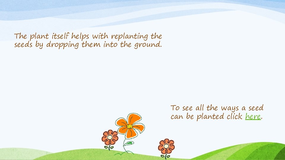 The plant itself helps with replanting the seeds by dropping them into the ground.