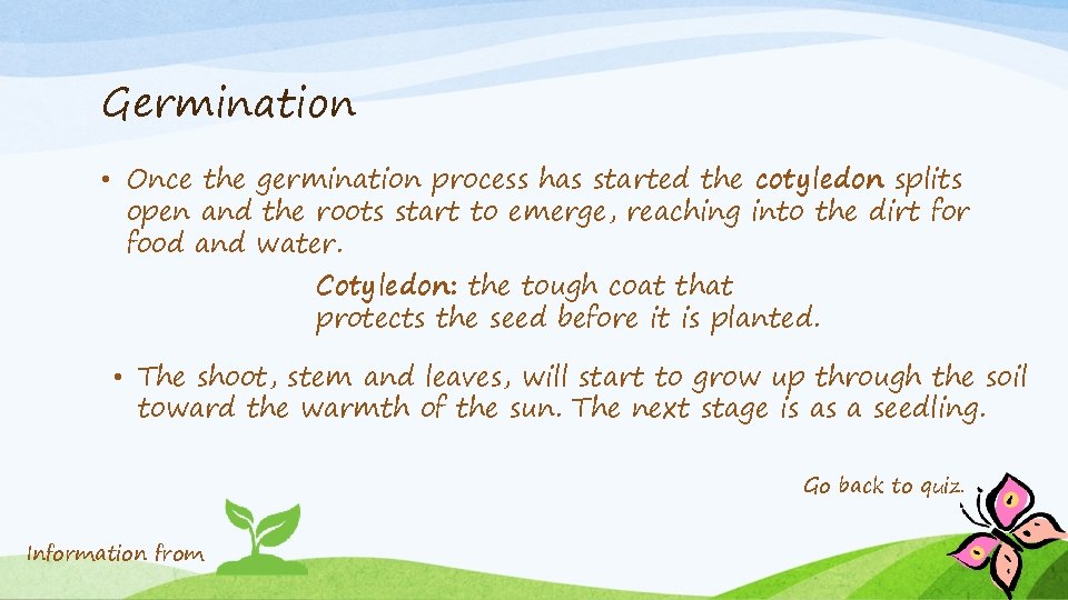 Germination • Once the germination process has started the cotyledon splits open and the
