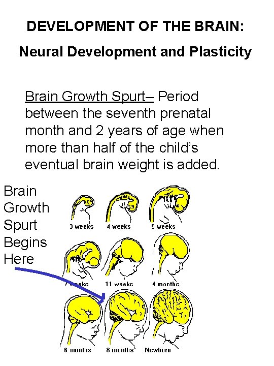 DEVELOPMENT OF THE BRAIN: Neural Development and Plasticity Brain Growth Spurt– Period between the