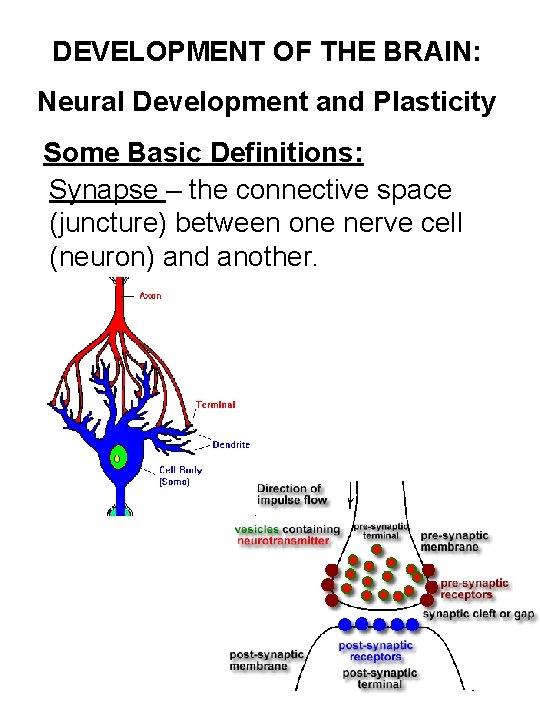DEVELOPMENT OF THE BRAIN: Neural Development and Plasticity Some Basic Definitions: Synapse – the