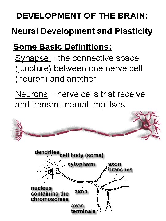 DEVELOPMENT OF THE BRAIN: Neural Development and Plasticity Some Basic Definitions: Synapse – the