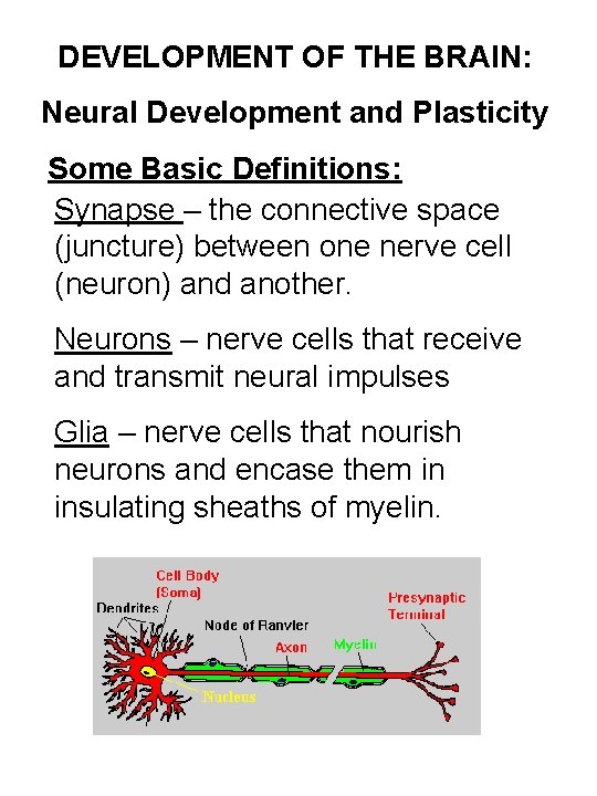 DEVELOPMENT OF THE BRAIN: Neural Development and Plasticity Some Basic Definitions: Synapse – the
