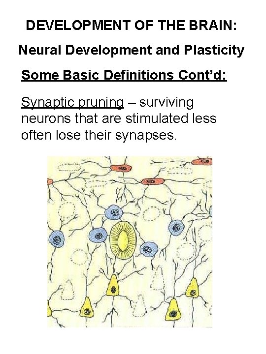 DEVELOPMENT OF THE BRAIN: Neural Development and Plasticity Some Basic Definitions Cont’d: Synaptic pruning
