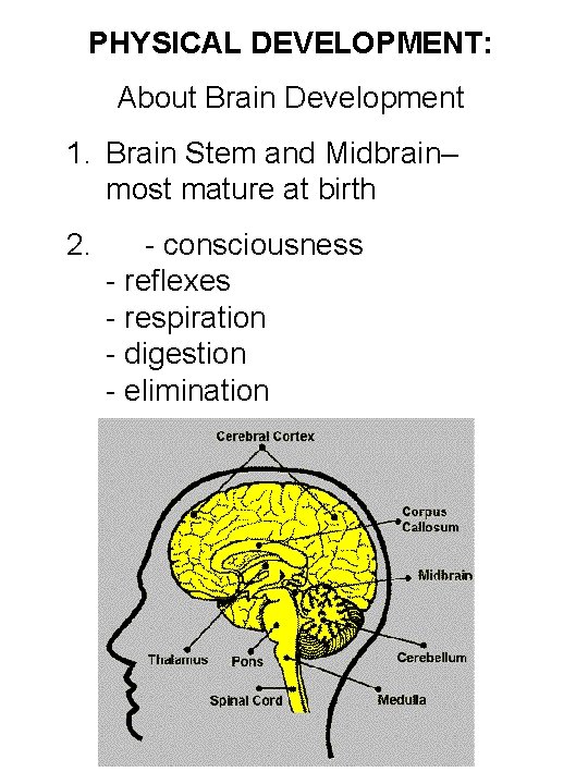 PHYSICAL DEVELOPMENT: About Brain Development 1. Brain Stem and Midbrain– most mature at birth