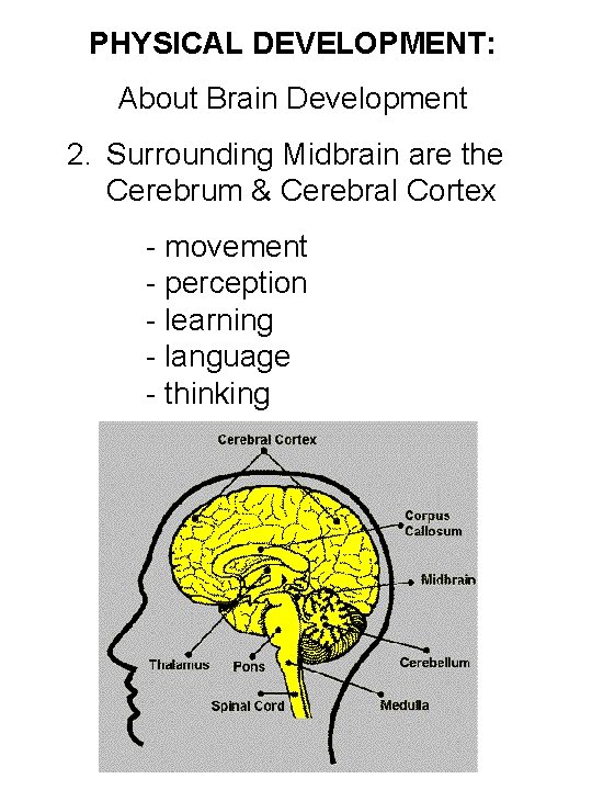 PHYSICAL DEVELOPMENT: About Brain Development 2. Surrounding Midbrain are the Cerebrum & Cerebral Cortex