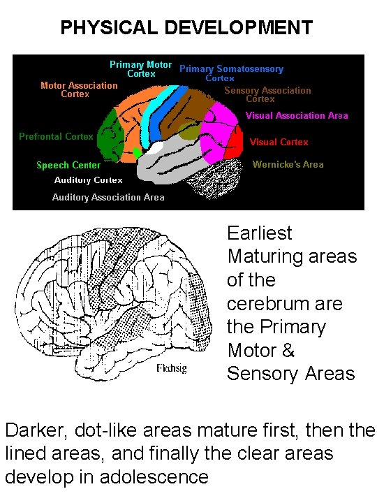 PHYSICAL DEVELOPMENT Earliest Maturing areas of the cerebrum are the Primary Motor & Sensory