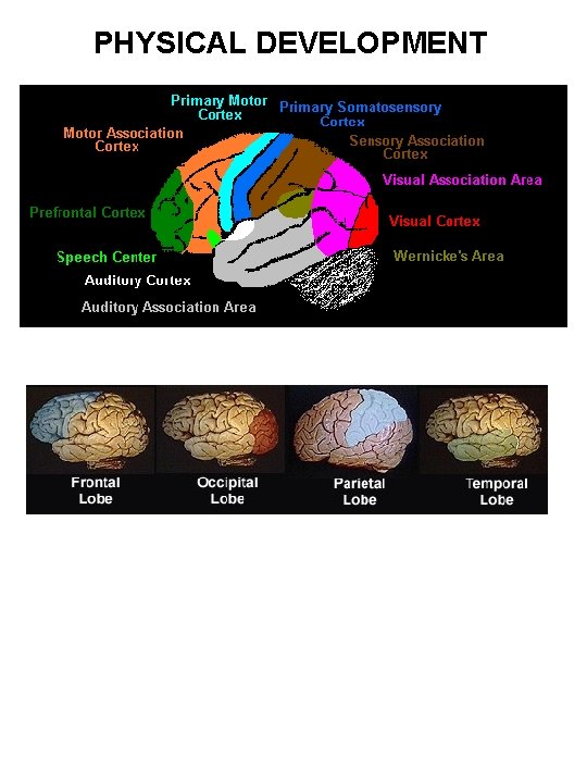 PHYSICAL DEVELOPMENT 