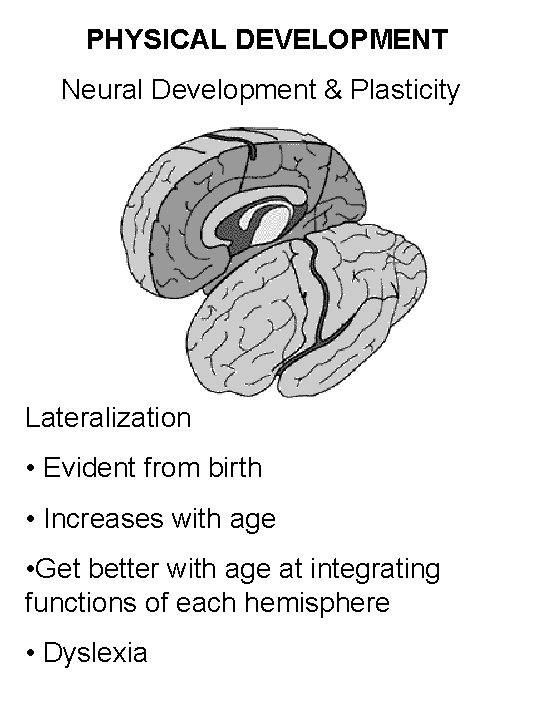 PHYSICAL DEVELOPMENT Neural Development & Plasticity Lateralization • Evident from birth • Increases with