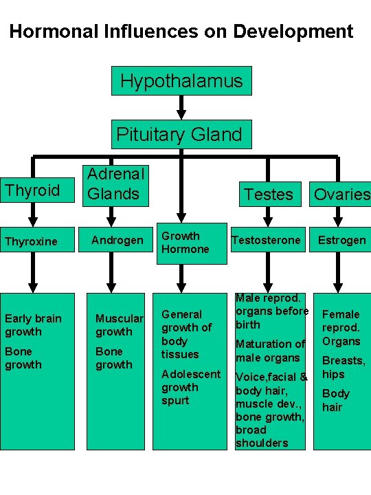 Hormonal Influences on Development Hypothalamus Pituitary Gland Thyroid Adrenal Glands Thyroxine Androgen Early brain