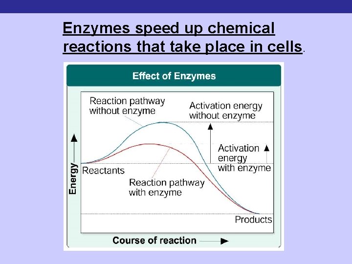 Enzymes speed up chemical reactions that take place in cells. 