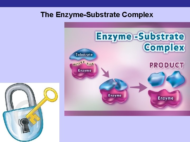 The Enzyme-Substrate Complex 