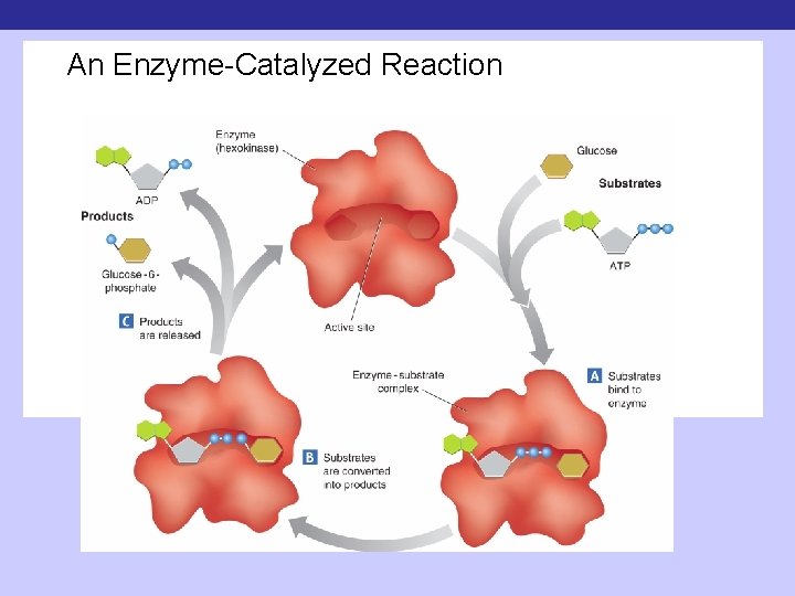 An Enzyme-Catalyzed Reaction 