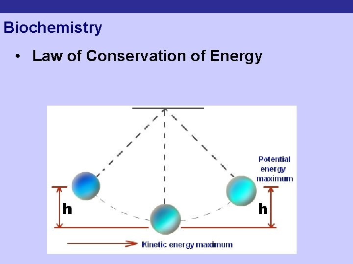 Biochemistry • Law of Conservation of Energy 