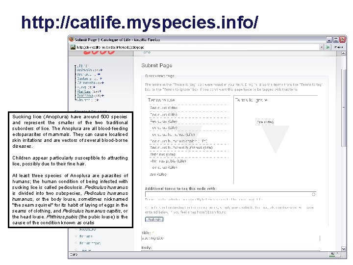http: //catlife. myspecies. info/ Sucking lice (Anoplura) have around 500 species and represent the