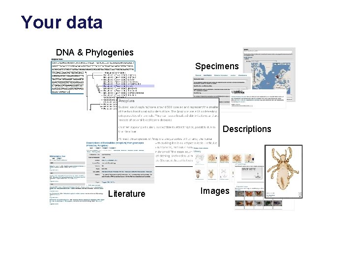 Your data DNA & Phylogenies Specimens Descriptions Literature Images 