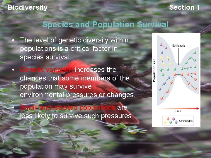 Biodiversity Species and Population Survival • The level of genetic diversity within populations is